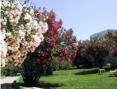 Winterbl�ten vom Oleander