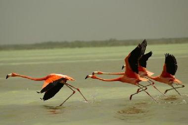 Ferienhaus in Merida (Yucatan) oder Ferienwohnung oder Ferienhaus