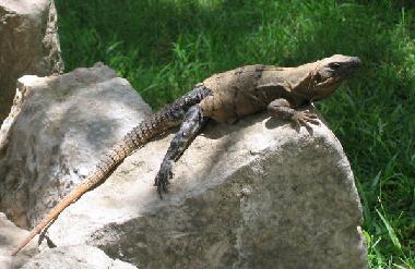 Ferienhaus in Merida (Yucatan) oder Ferienwohnung oder Ferienhaus