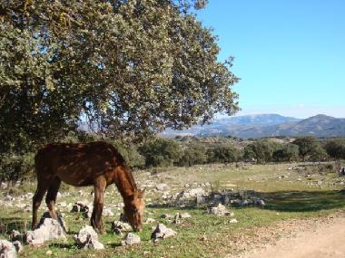 Ferienhaus in Montefrio (Granada) oder Ferienwohnung oder Ferienhaus