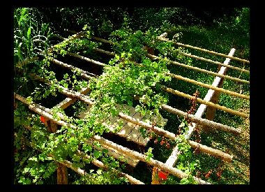 Die Pergola im Garten mit Grillplatz