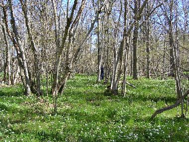 Ferienhaus in Harstena Gryt (�sterg�tland) oder Ferienwohnung oder Ferienhaus