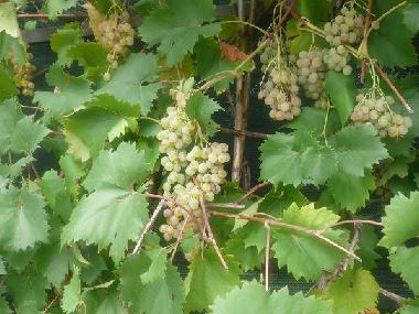 Ferienwohnung in Umag (Istarska) oder Ferienwohnung oder Ferienhaus