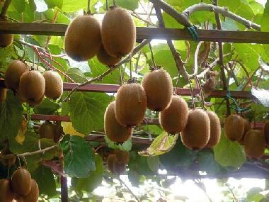 Ferienwohnung in Umag (Istarska) oder Ferienwohnung oder Ferienhaus