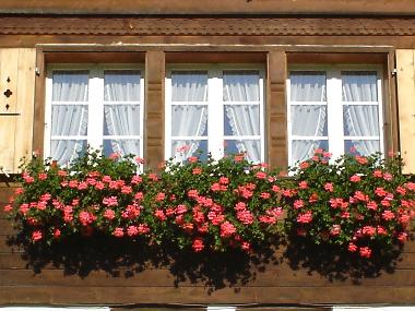 Geranien vor dem Fenster