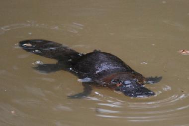 Platypus