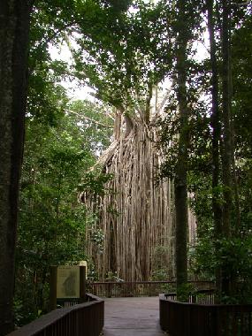 Yungaburra vorhangfeigebaum