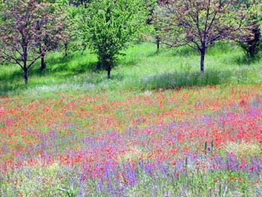 Ferienhaus in Cenac et St Julien (Dordogne) oder Ferienwohnung oder Ferienhaus