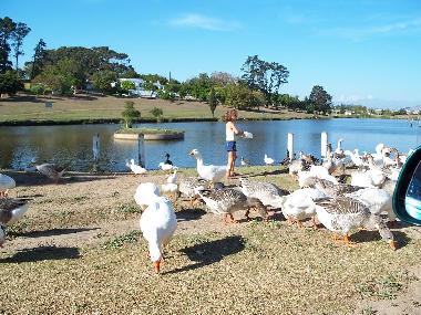 Ferienwohnung in Durbanville (Western Cape) oder Ferienwohnung oder Ferienhaus