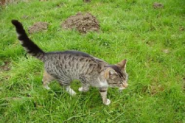 hier ist Felix der Dorfkater