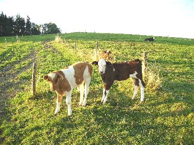 Ferienwohnung in Ravensburg (Bodensee) oder Ferienwohnung oder Ferienhaus