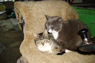 Hofkater Chicko und Felix 