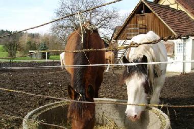 Ferienwohnung in Ravensburg (Bodensee) oder Ferienwohnung oder Ferienhaus