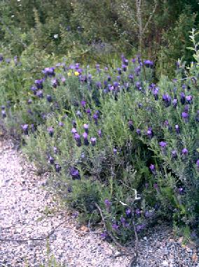 die Landschaft bl�ht im Fr�hling und Herbst