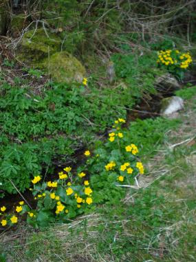 Fr�hling im Ferienpark