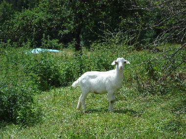 Meine Weide ist direkt vor dem Ferienpark