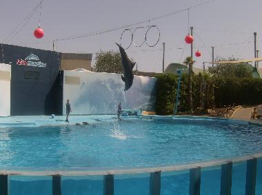 Ferienwohnung in Armacao de Pera (Algarve) oder Ferienwohnung oder Ferienhaus