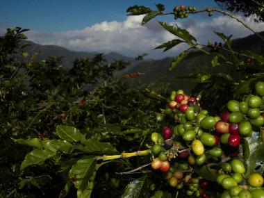 Kaffeepflanzung in den Blue Mountains. 