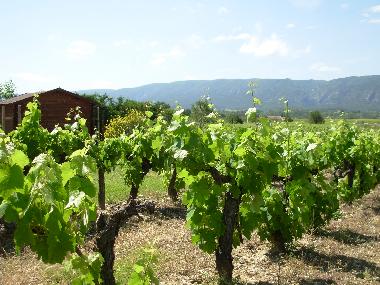 Pension in Coustellet (Vaucluse) oder Ferienwohnung oder Ferienhaus