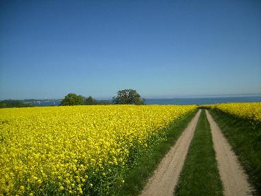 Rapsbl�te Felder nach Neustadt i.H.