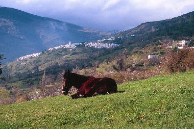 Ferienhaus in Bubion (Granada) oder Ferienwohnung oder Ferienhaus