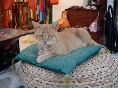 Eine rtliche Ladenkatze begrsst SIe