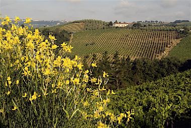 Ferienhaus in Gambassi Terme  (Firenze) oder Ferienwohnung oder Ferienhaus