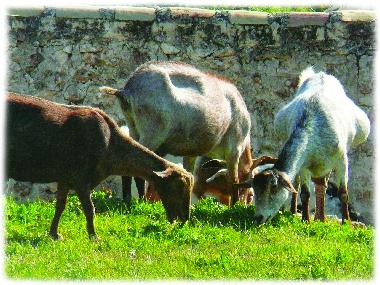 Pension in CASTRIL de la Pena (Granada) oder Ferienwohnung oder Ferienhaus