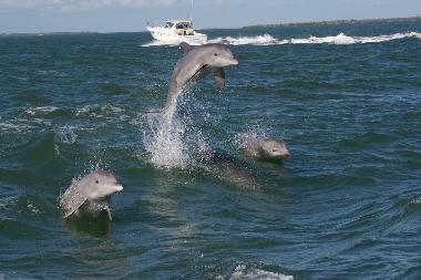 Boat trip von Captiva Island nach Useppa Island.