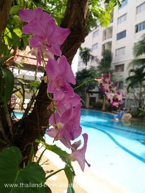 Orchideen im Gartenbereich
