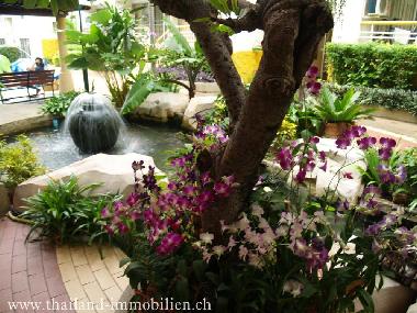 Orchideen im kleinen Gartenbereich