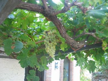 Trauben uns Schatten im Sommer