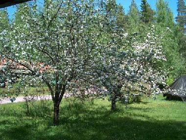Ferienhaus in Trollsj�heden (Dalarna) oder Ferienwohnung oder Ferienhaus