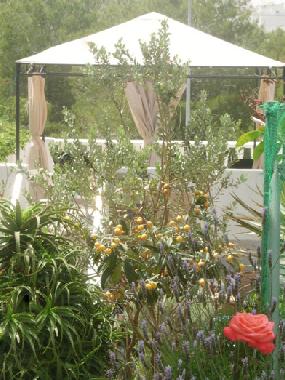 Ferienwohnung in TORREVIEJA (Alicante / Alacant) oder Ferienwohnung oder Ferienhaus