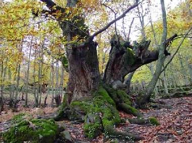 Ferienwohnung in Casas Del Monte (Cceres) oder Ferienwohnung oder Ferienhaus