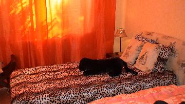 Ferienhaus in PRIMELIN (Finist�re) oder Ferienwohnung oder Ferienhaus
