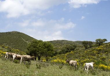 Ferienwohnung in Llan�� Valleta (Girona) oder Ferienwohnung oder Ferienhaus