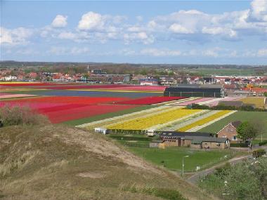 Blumenzwiebeldfelder 600 meter von Ihrem Haus.