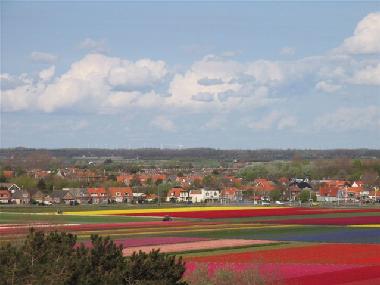 Blumenzwiebel-Felder im Frhling