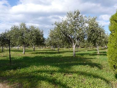 Olivenhain vor dem Haus