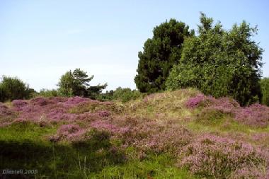 Dnenheide