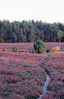 Kl.Bnstorfer Heide
