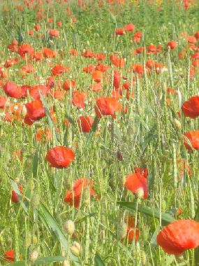 Mohnfeld im Juni