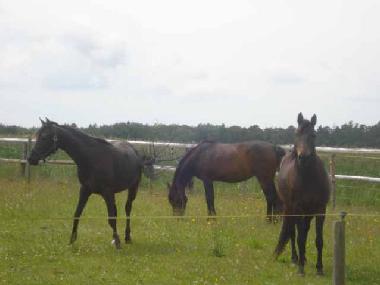Pferde auf den Boddenwiesen
