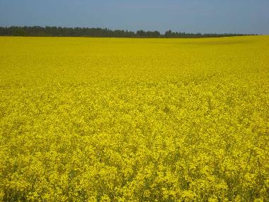 Rapsfelder im Mai - soweit das Auge reicht