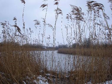 Der Bodden - ein Winterm�rchen