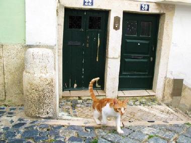 Ferienwohnung in Lisboa (Grande Lisboa) oder Ferienwohnung oder Ferienhaus