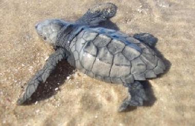 Ferienhaus in Puerto Penasco (Sonora) oder Ferienwohnung oder Ferienhaus