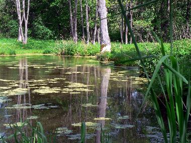 Pension in Jeleniewo (Podlaskie) oder Ferienwohnung oder Ferienhaus