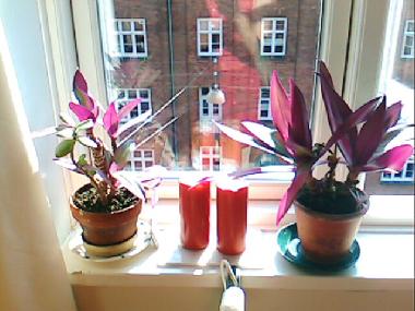 Pension in Kobenhavn (Kobenhavn) oder Ferienwohnung oder Ferienhaus